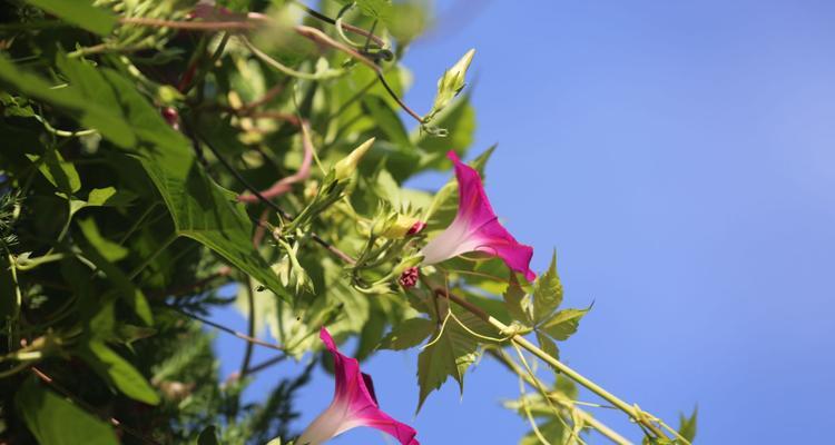 牵牛花象征什么？它的花语和文化意义是什么？