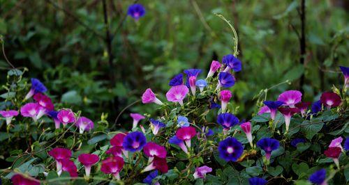 牵牛花象征什么？它的花语和文化意义是什么？