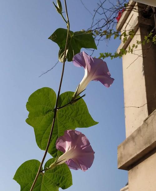 牵牛花象征什么？它的花语和文化意义是什么？