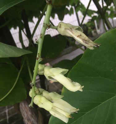 龙爪豆的最佳种植时间是什么时候？种植后需要注意哪些问题？