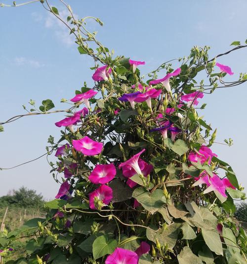 牵牛花象征着什么？它的花语和文化含义是什么？
