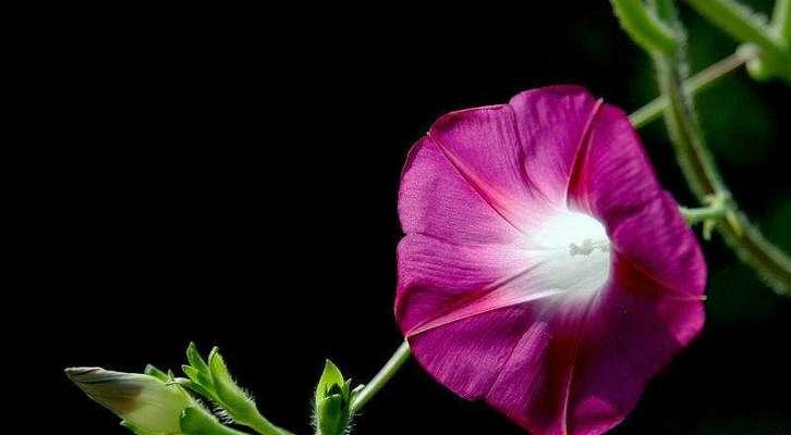牵牛花象征着什么？它的花语和文化含义是什么？