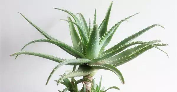 龙爪多久开花一次？如何促进其开花周期？