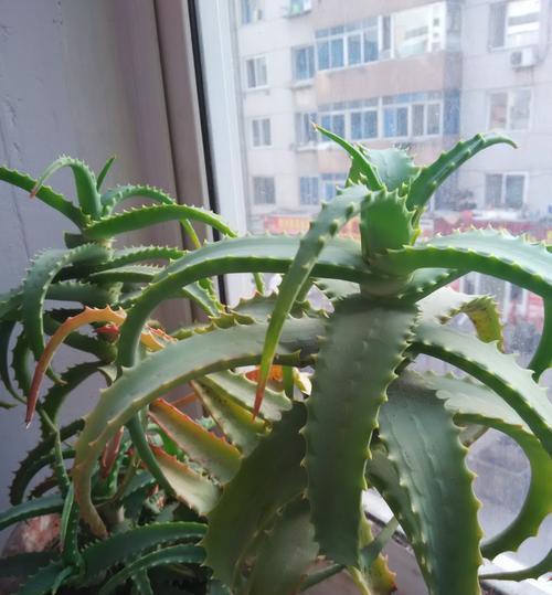 龙爪花的寓意和象征是什么？如何正确理解龙爪花的象征意义？
