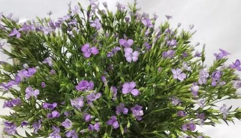 青梅花的花语是什么？如何用青梅花表达情感？