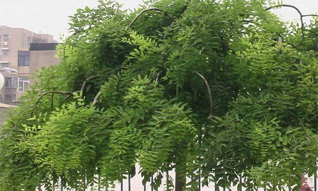 龙爪槐会开花吗？开花时是什么样的？