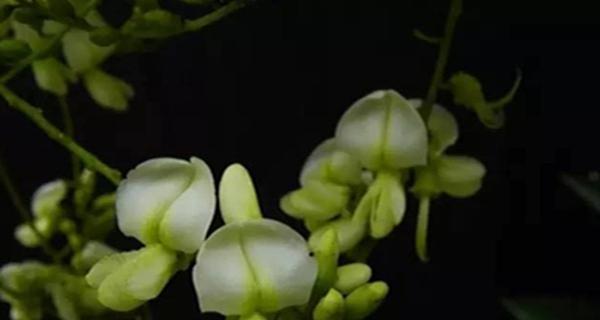 龙爪槐会开花吗？开花时是什么样的？