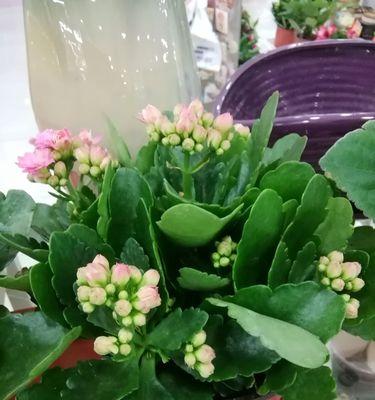 日系绿色切花小菊花语是什么？如何表达爱意？