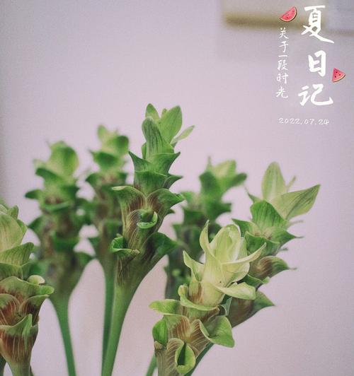 日系绿色切花小菊花语是什么？如何表达爱意？