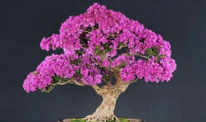 三角梅怎么养？花语含义及养殖注意事项是什么？