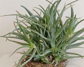 龙爪芦荟的功效与作用是什么？如何正确使用？