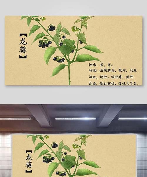 龙爪芦荟的功效与作用是什么？如何正确使用？