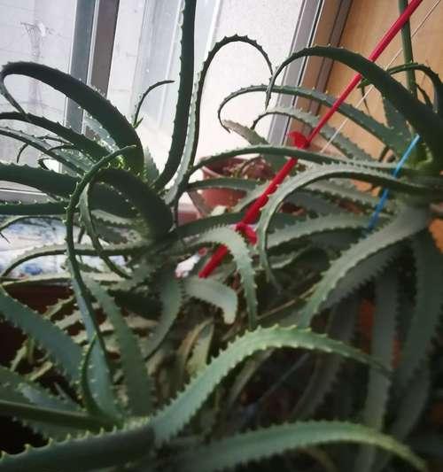 龙爪植物是否需要避免阳光直射？晒太阳对龙爪有什么影响？
