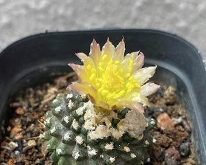 龙爪植物是否需要避免阳光直射？晒太阳对龙爪有什么影响？