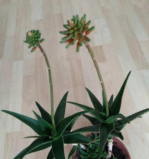 龙爪植物旺盛生长的秘诀是什么？如何正确浇水和施肥？