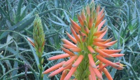 龙爪植物旺盛生长的秘诀是什么？如何正确浇水和施肥？
