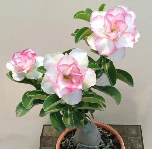 沙漠玫瑰花的花语有哪些含义？