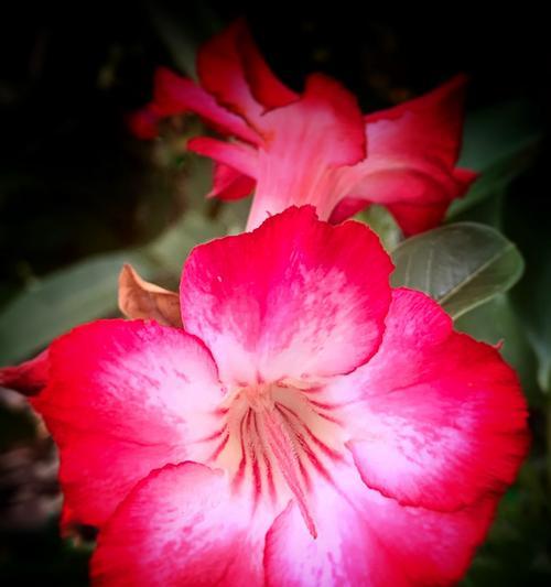 沙漠玫瑰花的花语有哪些含义？