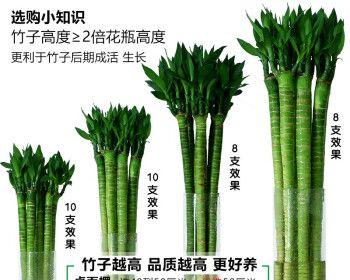 龙竹养护技巧有哪些？如何让龙竹生长更旺盛？