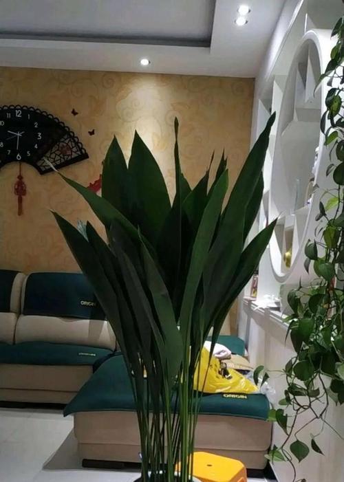 龙棕属于什么植物类别？它有哪些独特特征？