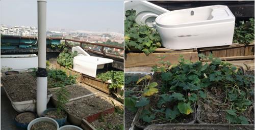 楼顶适合种什么蔬菜？如何选择适合楼顶种植的蔬菜品种？