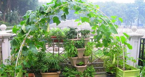 楼顶适合种什么蔬菜？如何选择适合楼顶种植的蔬菜品种？