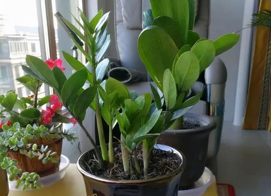 楼房里适合养什么花和植物？有哪些推荐？