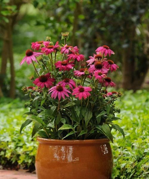 楼房里适合养什么花和植物？有哪些推荐？