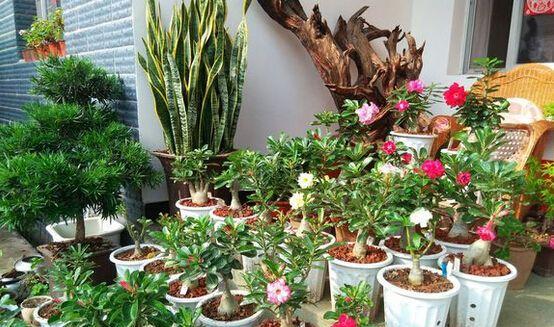 楼房里适合养什么花和植物？有哪些推荐？