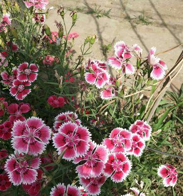 石竹花的花语是什么？石竹花象征着哪些情感？