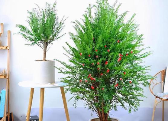 楼上适合养什么花？有哪些花卉适合室内种植？