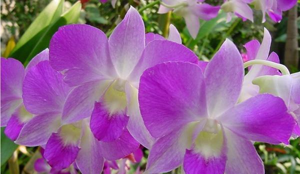 石斛兰花语是什么？如何正确解读石斛兰的花语含义？