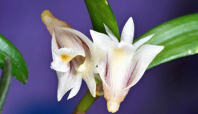 石斛兰花语是什么？如何正确解读石斛兰的花语含义？