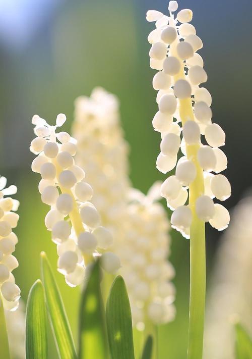 水培风信子的花语是什么？如何养护水培风信子？