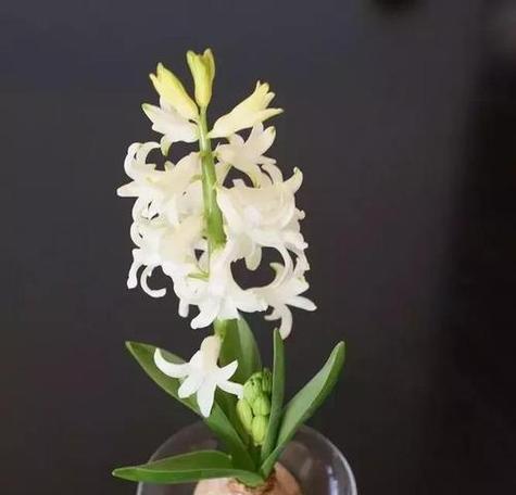水培风信子花语是什么？如何正确养护水培风信子？