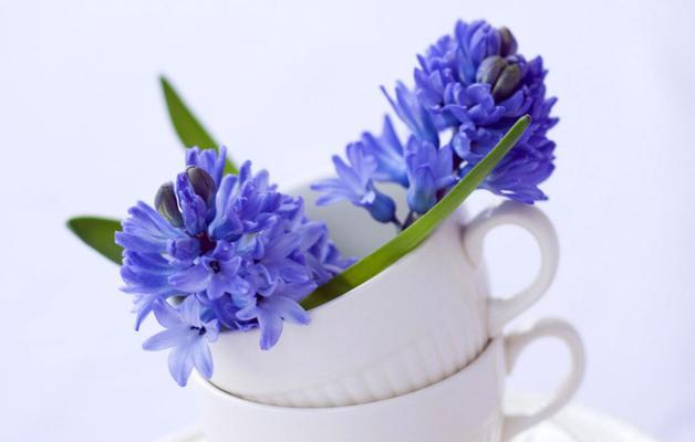 水培风信子花语是什么？如何正确养护水培风信子？