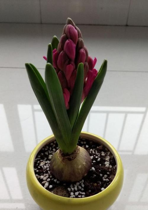 水培风信子花语是什么？如何正确养护水培风信子？