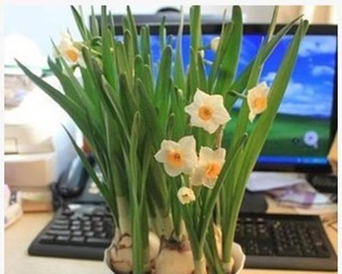 水仙的花期是什么意思？如何判断水仙的最佳观赏时间？