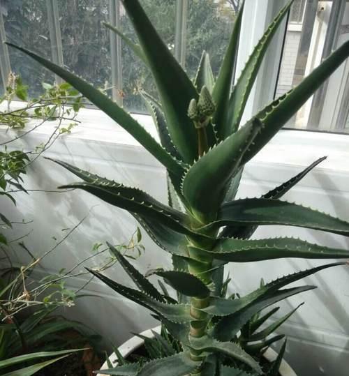 芦荟根部腐烂如何处理？有效防治方法是什么？