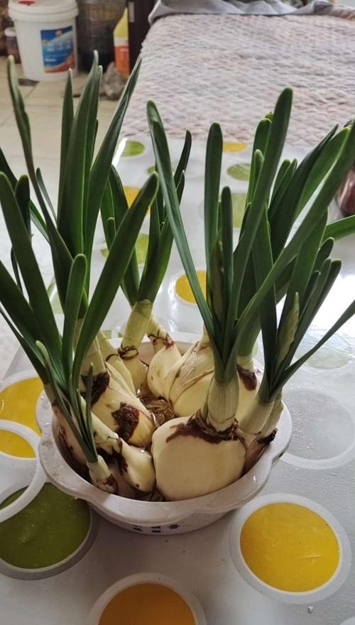 水仙花代表什么含义？如何解读水仙花的象征意义？