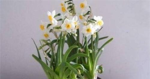水仙花代表什么含义？如何解读水仙花的象征意义？