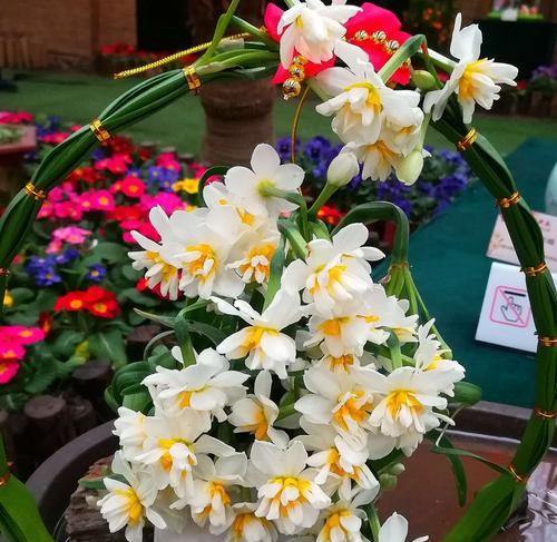 水仙花代表什么？如何正确解读水仙花的象征意义？
