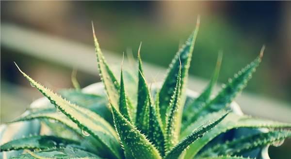 芦荟的生长过程是怎样的？芦荟生长中常见问题有哪些？