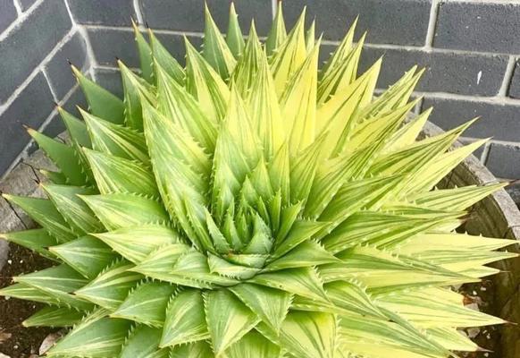 芦荟如何生长？了解其生长习性与过程中的常见问题？