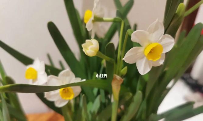 水仙开花代表什么？水仙花语有哪些常见问题解答？