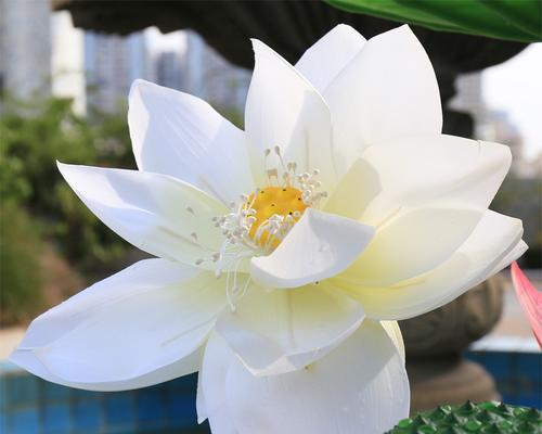 睡莲观音的含义是什么？如何正确理解睡莲观音的象征意义？