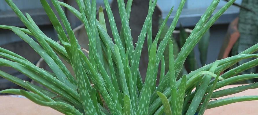 芦荟汁液是否含有毒素？使用时应注意什么？
