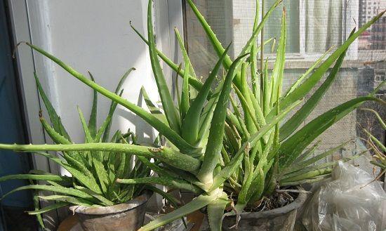 芦荟种子的外观特征是什么？如何正确识别？