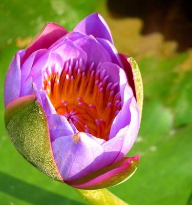 睡莲四字花语是什么？如何解读睡莲的花语含义？