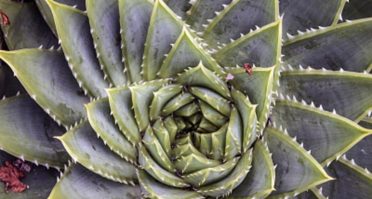 芦荟种子的外观特征是什么？如何正确识别？